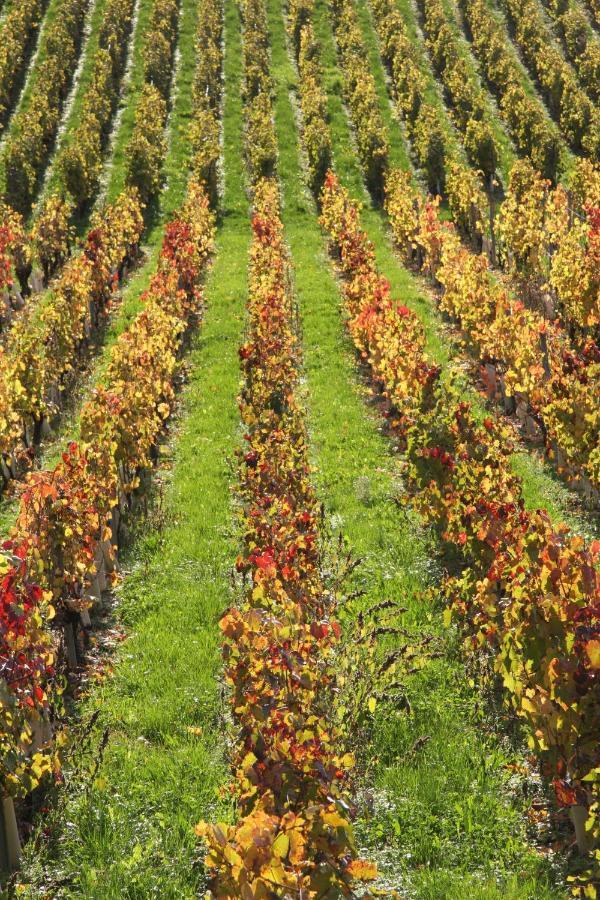 Château La Violette Les Marches Extérieur photo